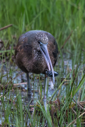 Capó reial ( Plegadis falcinellus )