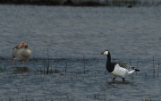 Oca de galta blanca (Branta leucopsis) Oca vulgar (Anser anser)
