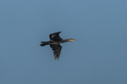 Corb marí ( Phalacrocorax carbon )