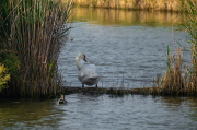 Cigne mut ( Cygnus olor )