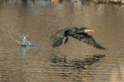 Corb marí ( Phalacrocorax carbon )