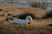 Cigne mut ( Cygnus olor )