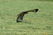 Aligot comú ( Buteo buteo )