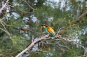 Abellerol (Merops apiaster)