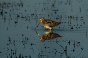 Becadell comú (Gallinago gallinago)