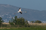 Flamenc ( Phoenicopterus ruber)