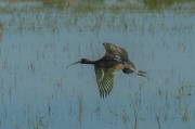 Capó reial ( Plegadis falcinellus )