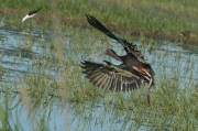 Capó reial ( Plegadis falcinellus )