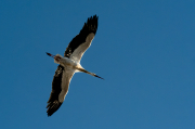 Cigonya ( Ciconia ciconia )