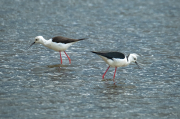 Cames llargues ( Himantopus himantopus )