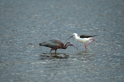 Cames llargues ( Himantopus himantopus ), Capó reial ( Plegadis falcinellus )