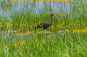 Capó reial ( Plegadis falcinellus )