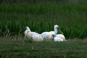 Bec Planer ( Platalea leucorodia )