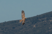 Arpella vulgar (Circus aeruginosus)