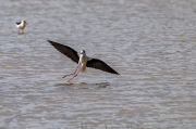 Cames llargues (Himantopus himantopus)