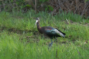 Capó reial ( Plegadis falcinellus )