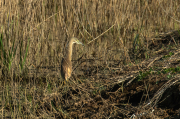 Martinet ros ( Ardeola ralloides )