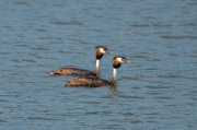 Cabussó emplomallat (Podiceps cristatus)