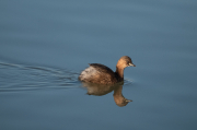 Cabusset ( Tachybaptus ruficollis )