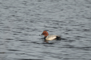 Morell de cap-roig (Aythya ferina)