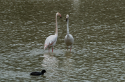 Flamencs ( Phoenicopterus ruber)