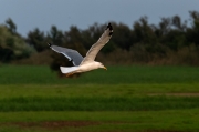 Gavià argentat (Larus michahellis)