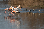 Flamenc ( Phoenicopterus ruber)