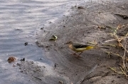 Cuereta torrentera (Motacilla cinerea)