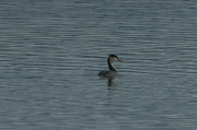 Cabussó emplomallat (Podiceps cristatus)