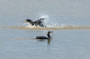 Corb marí ( Phalacrocorax carbon )