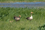 Oca vulgar (Anser anser) amb pollets