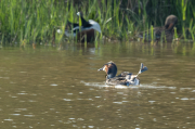 Cabussó emplomallat (Podiceps cristatus)