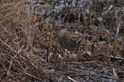 Rascló (Rallus aquaticus)