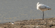 Bec Planer (Platalea leucorodia) i Corriol petit (Charadrius dubius)
