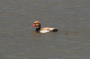 Xibec (Netta rufina)