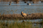 Aligot comú ( Buteo buteo )