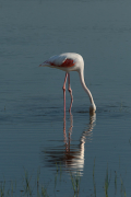 Flamencs ( Phoenicopterus ruber)