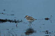 Corriol camanegre (Charadrius alexandrinus).