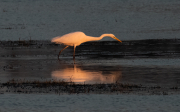 Agró blanc ( Ardea alba )