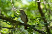 Rossinyol bord ( Cettia cetti )