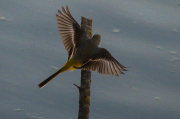 Cuereta torrentera ( Motacilla cinerea )