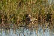 Becadell comú (Gallinago gallinago)