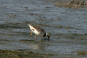Corriol gros (Charadrius hiaticula)