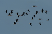 Cames llargues (Himantopus himantopus)