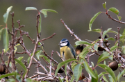 Mallerenga blava (Cyanistes caeruleus)