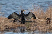 Corb marí ( Phalacrocorax carbon )