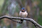 Oreneta vulgar ( Hirundo rustica )