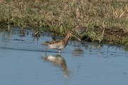 Becadell comú (Gallinago gallinago)
