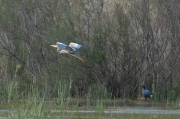 Agró roig ( Ardea purpurea ) i Polla blava (Porphyrio porphyrio)