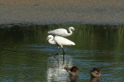 Martinet blanc (Egretta garzetta)